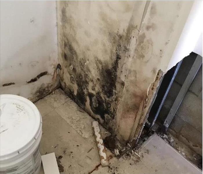 White wall in a bathroom covered with black mold growth