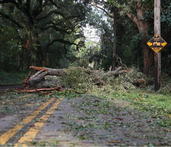 Hurricane Michael toppled trees and power lines in Tallahassee, Florida. 