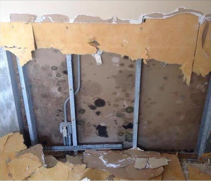 Mold growth discovered behind drywall in Boca Raton, FL