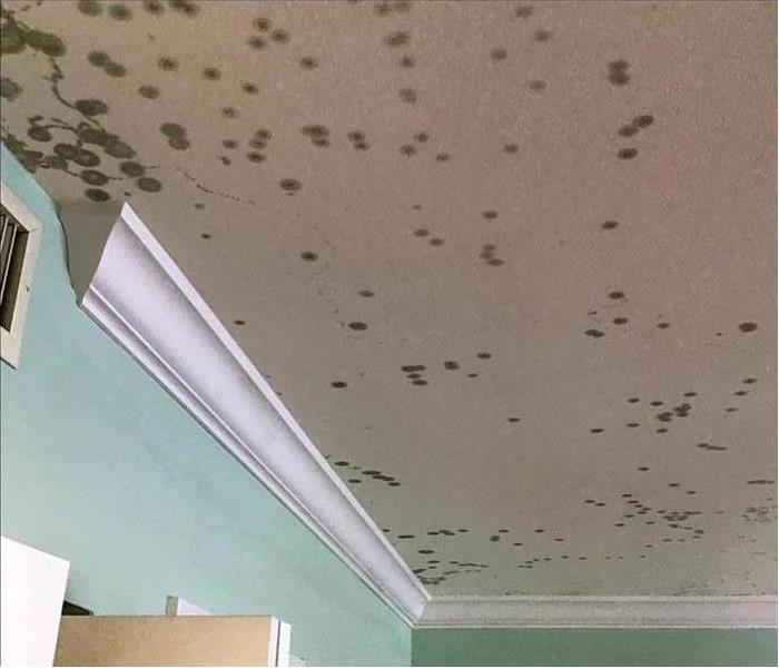 Green spots of mold on ceiling